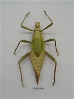 藏品(竹節蟲)的圖片